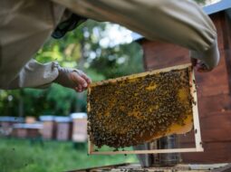 Sustainable Beekeeping