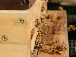 Buzzing with Purpose How a Principal’s Beekeeping Hobby Inspires Learning