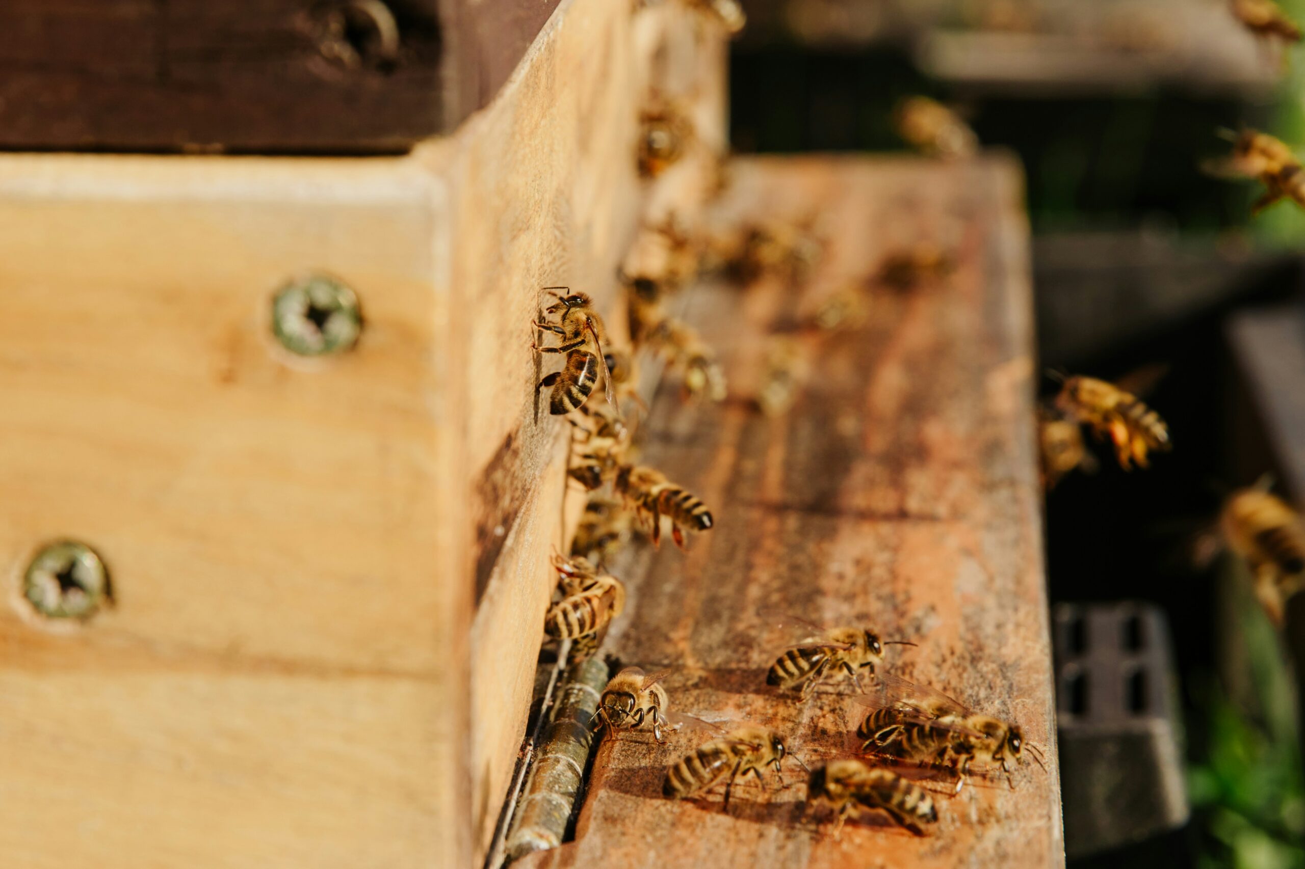Buzzing with Purpose How a Principal’s Beekeeping Hobby Inspires Learning